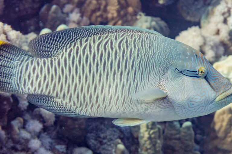 The humphead wrasse is one of the largest reef fish that can grow to about 1.5 metres (about 5 feet) and weigh up to 190 kilograms.