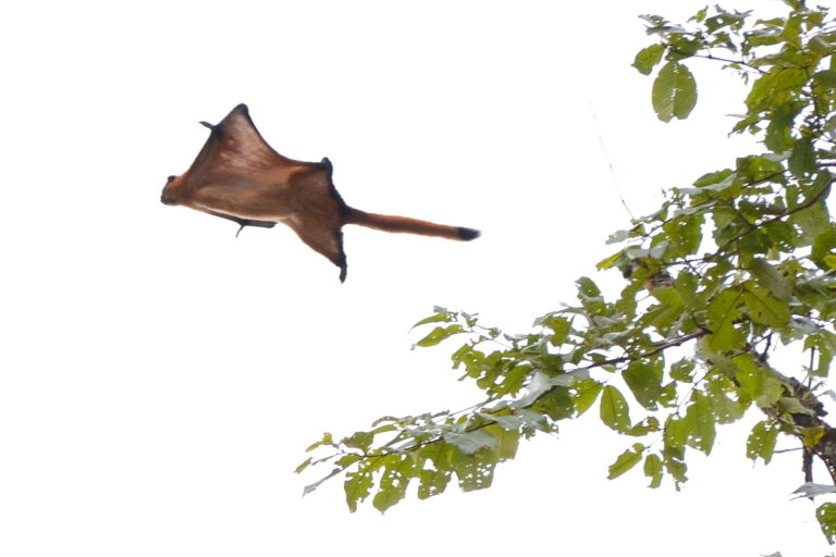 Flying squirrels take off from trees and glide down a slope by extending a membrane called the patagium connecting their front and hind limbs. Image by Pavel Kirillov via Wikimedia Commons (CC BY-SA 2.0)